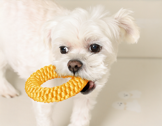 뽀시래기 강아지 오링 치실장난감